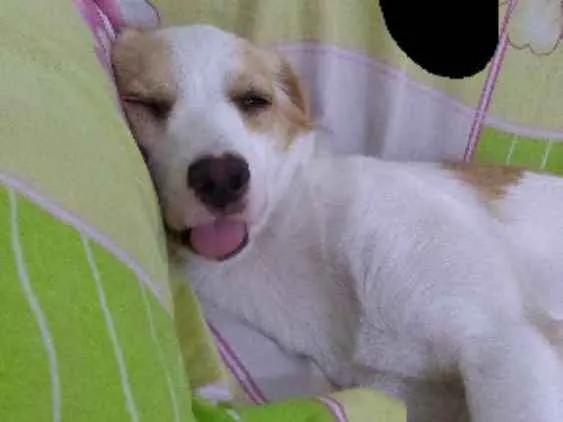 Cachorro ra a Vira lata idade 1 ano nome Bela