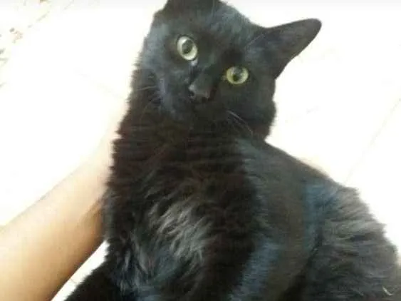 Gato ra a Sem raça definida idade 1 ano nome Marvin