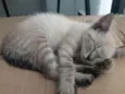 Lis