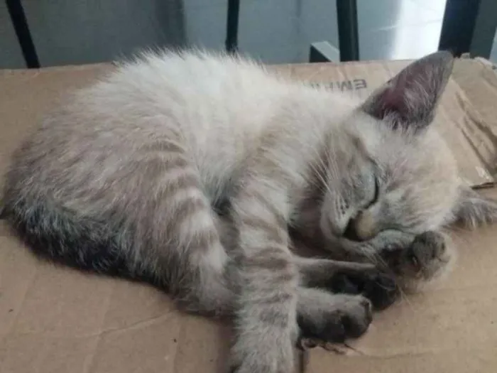 Gato ra a Sem raça definida idade 2 a 6 meses nome Lis