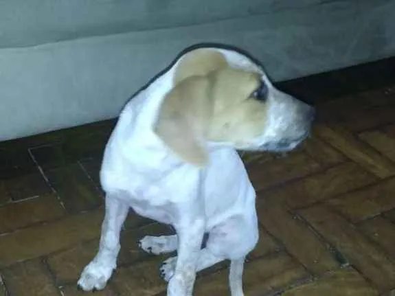 Cachorro ra a Indefinido parece Fox paulisti idade 2 a 6 meses nome Mail