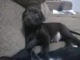 Marley