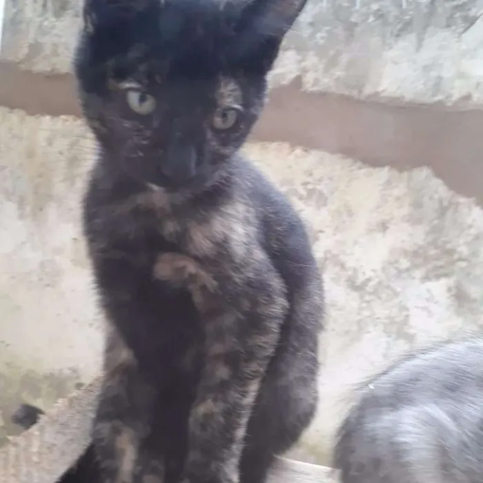 Gato ra a SRD idade 2 a 6 meses nome ZARA