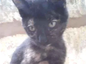 Gato raça SRD idade 2 a 6 meses nome ZARA