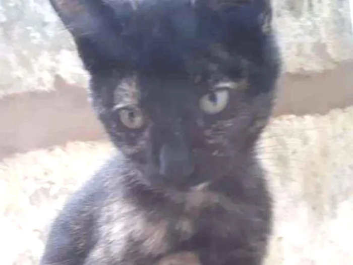 Gato ra a SRD idade 2 a 6 meses nome ZARA