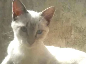 Gato raça Siamês idade 2 a 6 meses nome MIKE