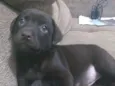 Marley