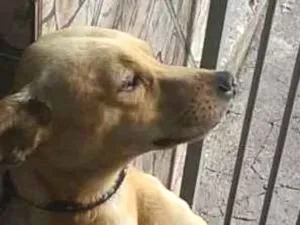 Cachorro raça Virá  idade 1 ano nome Julio