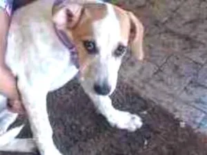 Cachorro raça Indefinido parece Fox paulisti idade 2 a 6 meses nome Mail