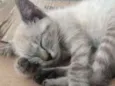 Lis