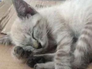 Gato raça Sem raça definida idade 2 a 6 meses nome Lis