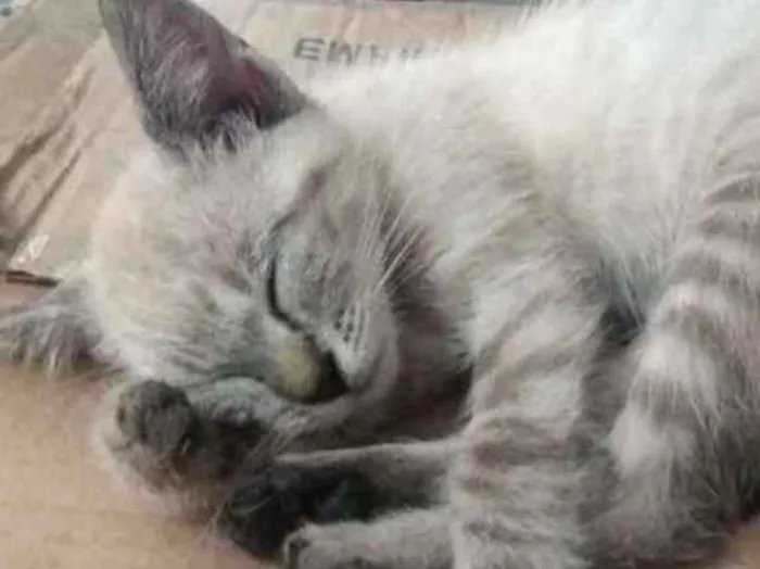 Gato ra a Sem raça definida idade 2 a 6 meses nome Lis
