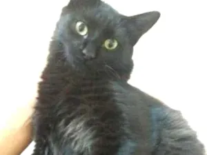Gato raça Sem raça definida idade 1 ano nome Marvin