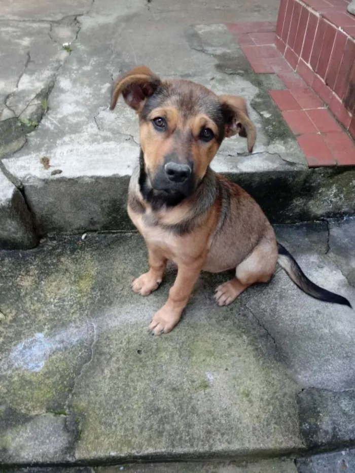 Cachorro ra a Sem raça definida idade 2 a 6 meses nome Lilith