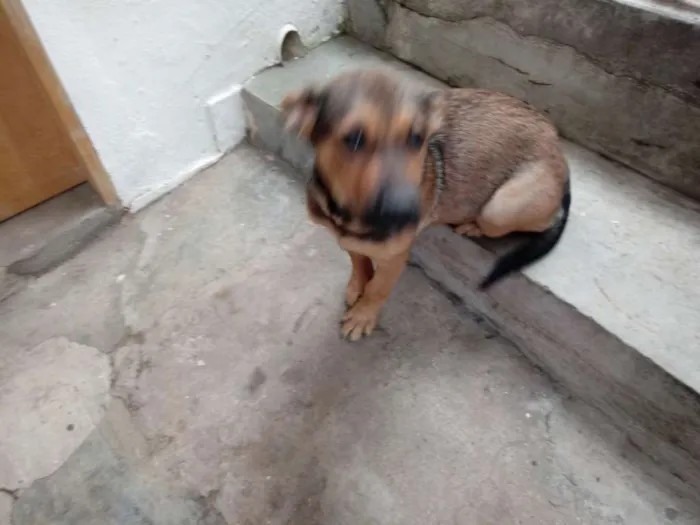 Cachorro ra a Sem raça definida idade 2 a 6 meses nome Lilith