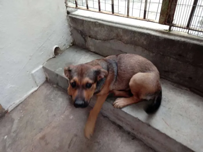 Cachorro ra a Sem raça definida idade 2 a 6 meses nome Lilith