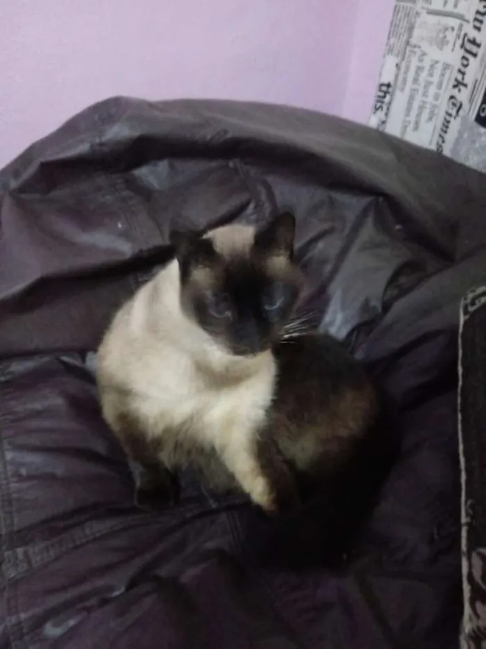 Gato ra a Siames idade 6 ou mais anos nome Mya