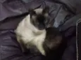 Mya