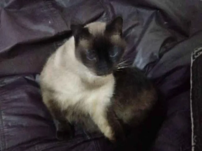 Gato ra a Siames idade 6 ou mais anos nome Mya