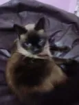 Mya