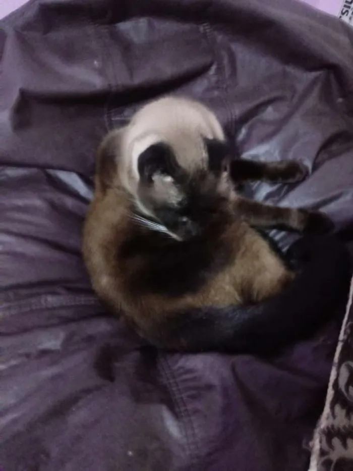 Gato ra a Siames idade 6 ou mais anos nome Mya