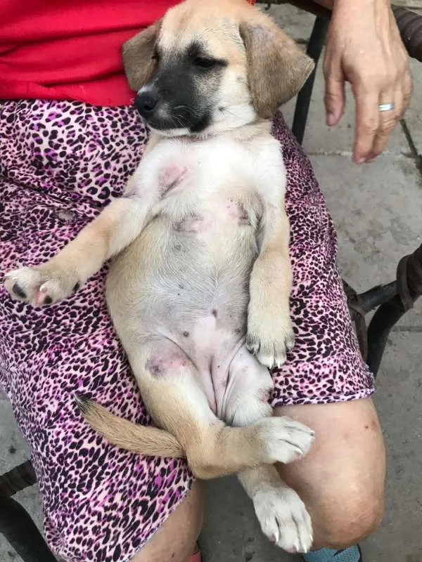 Cachorro ra a  idade 2 a 6 meses nome Luna