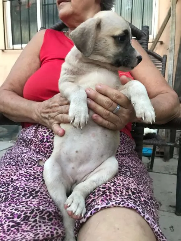 Cachorro ra a  idade 2 a 6 meses nome Luna