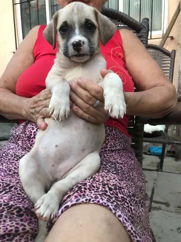 Cachorro ra a  idade 2 a 6 meses nome Luna