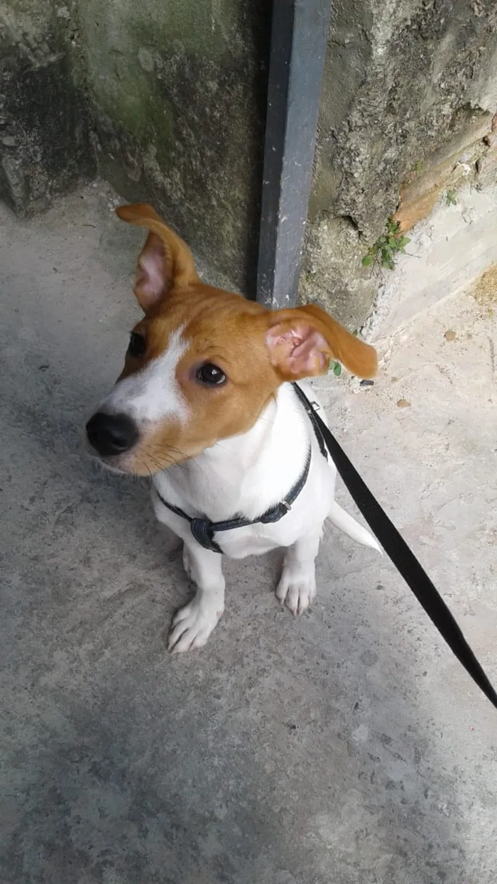 Cachorro ra a SRD idade 2 a 6 meses nome Amora