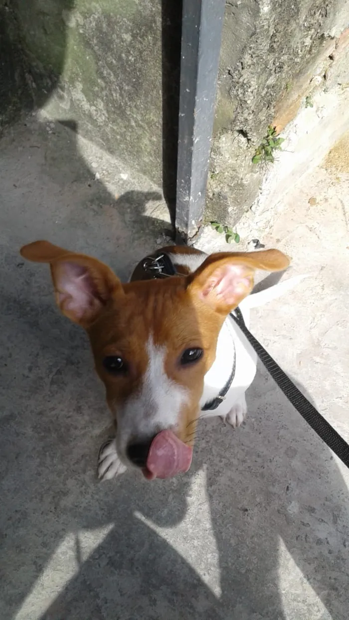 Cachorro ra a SRD idade 2 a 6 meses nome Amora