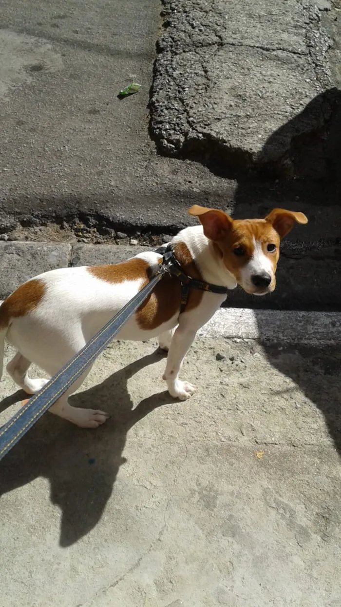 Cachorro ra a SRD idade 2 a 6 meses nome Amora