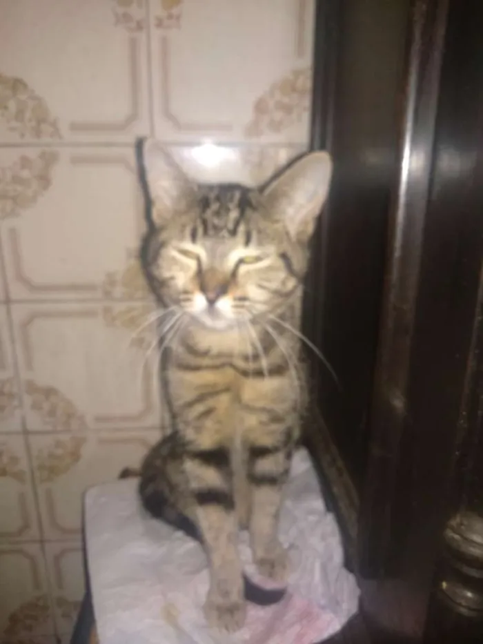 Gato ra a SRD idade 2 a 6 meses nome Princesa