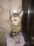 Princesa