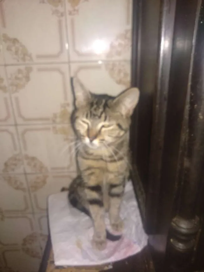 Gato ra a SRD idade 2 a 6 meses nome Princesa