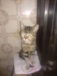 Princesa