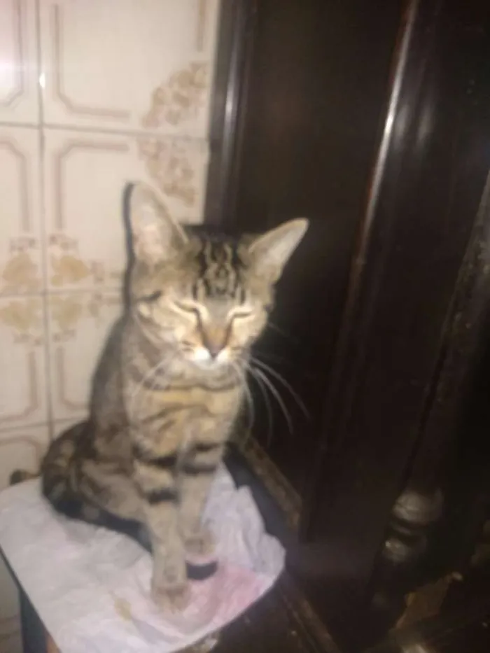 Gato ra a SRD idade 2 a 6 meses nome Princesa