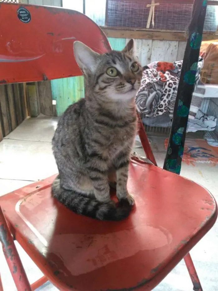 Gato ra a Gato idade 2 a 6 meses nome Sem Nome