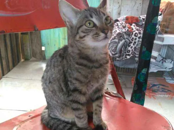 Gato ra a Gato idade 2 a 6 meses nome Sem Nome
