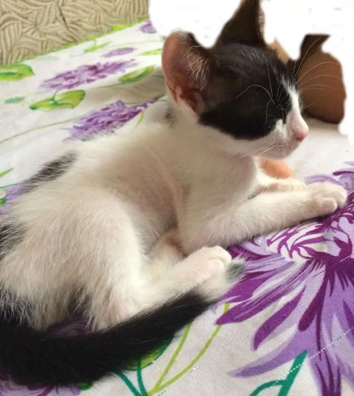 Gato raça  idade Abaixo de 2 meses nome Sem nome
