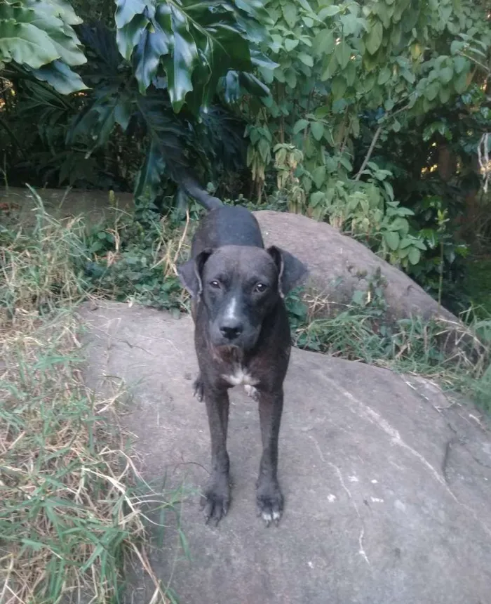 Cachorro ra a SRD idade 1 ano nome Polenta