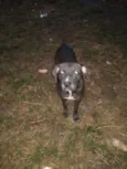 Polenta