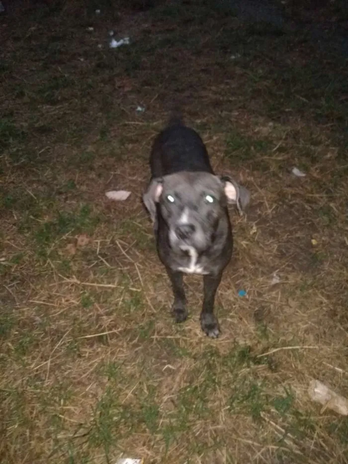 Cachorro ra a SRD idade 1 ano nome Polenta