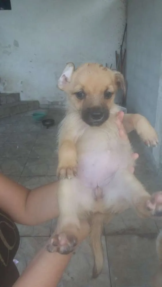 Cachorro ra a Misturado idade 2 a 6 meses nome Tem vários 