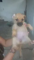 Tem vários