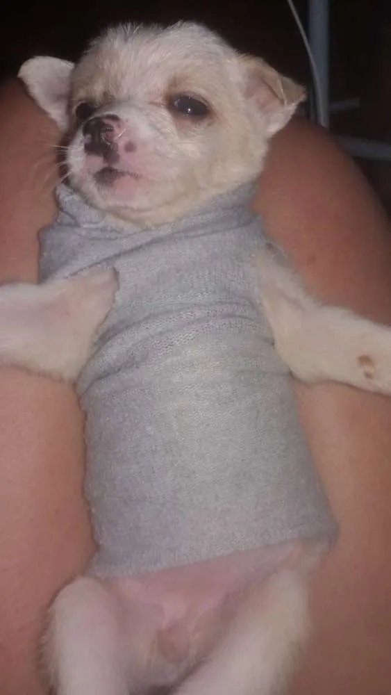 Cachorro ra a Misturado idade 2 a 6 meses nome Tem vários 