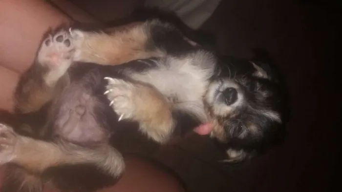 Cachorro ra a Misturado idade 2 a 6 meses nome Tem vários 