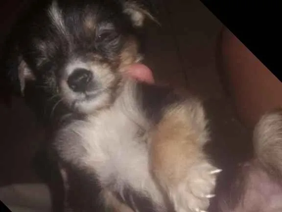Cachorro ra a Misturado idade 2 a 6 meses nome Tem vários 
