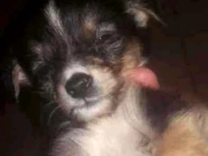 Cachorro ra a Misturado idade 2 a 6 meses nome Tem vários 