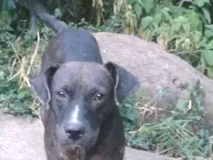 Cachorro raça SRD idade 1 ano nome Polenta