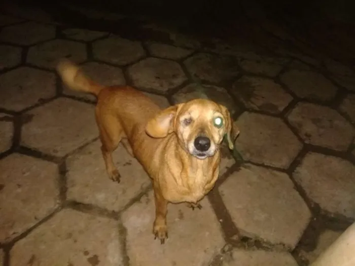 Cachorro ra a SRD idade 6 ou mais anos nome Nanny 